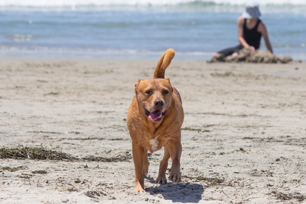 Pit bull shiba inu mix grający na psiej plaży