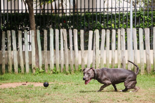 Pit bull szczeniak gry i zabawy w parku. Selektywne skupienie.