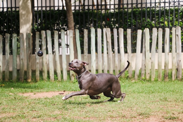 Pit bull szczeniak gry i zabawy w parku. Selektywne skupienie.