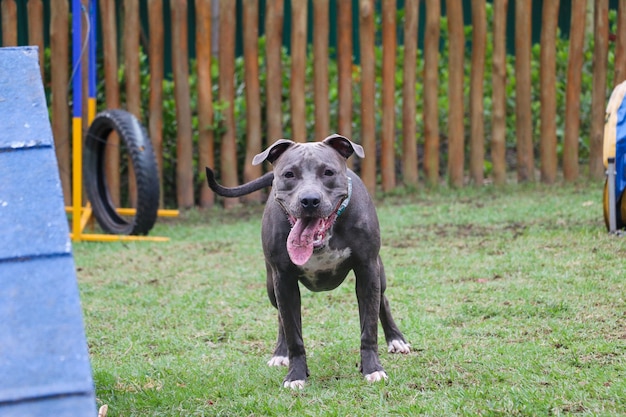 Pit bull szczeniak gry i zabawy w parku. Selektywne skupienie.