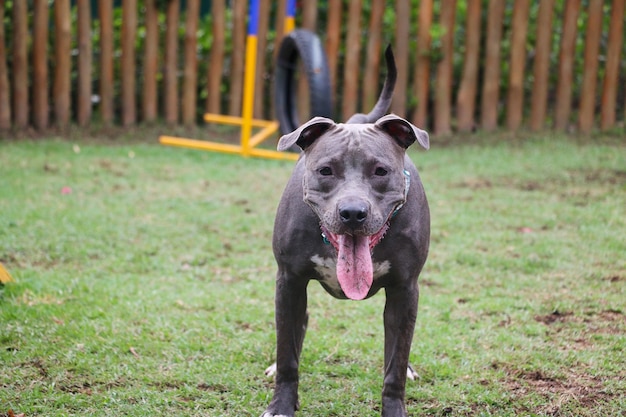 Pit bull szczeniak gry i zabawy w parku. Selektywne skupienie.