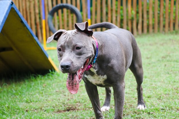 Pit bull szczeniak gry i zabawy w parku. Selektywne skupienie.