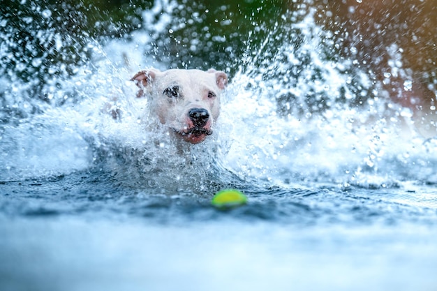 Pit Bull Terrier Pływa I Bawi Się W Wodzie W Jeziorze