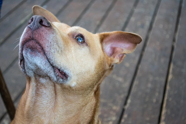 Pitbull shiba inu pies mieszaniec patrząc w górę i na aparat