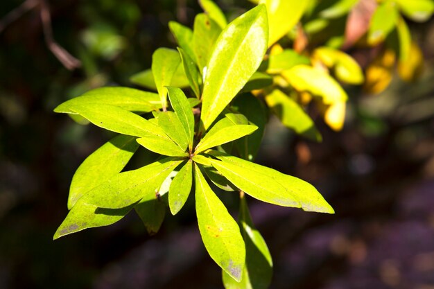 Pittosporum tobira, australijski wawrzyn, japoński pittosporum, sztuczna pomarańcza i japoński ser, zielone liście na krzaku, koncepcja wczesnowiosennego naturalnego tła,