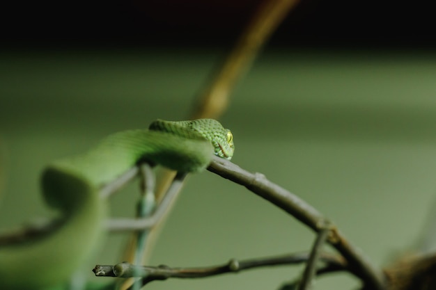 Pitviper z białymi ustami to wąż, który szuka nocnej aktywności na ziemi. Często żyją na drzewach