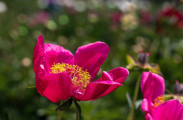 Piwonia (Paeonia) to rodzaj roślin z rodziny Pivoniaceae. Rośliny wieloletnie