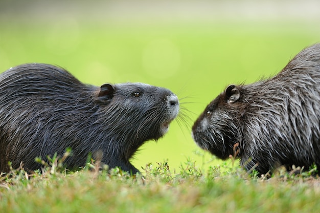 Piżmak (ondatra Zibethicus)