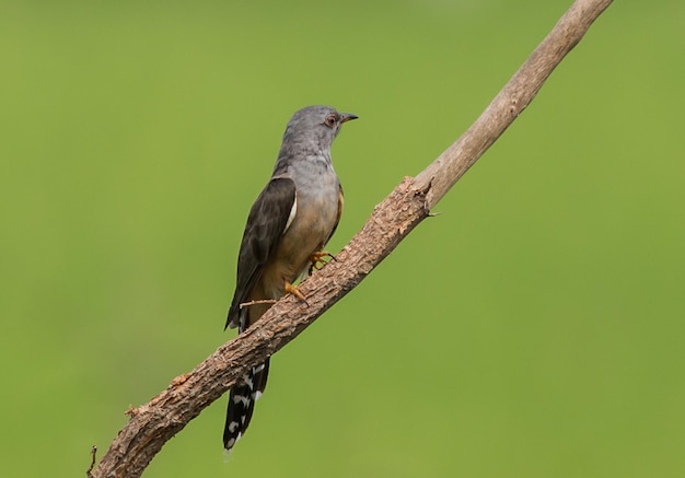 Płacząca kukułka Cacomantis merulinus na ławce z zielonym tłem