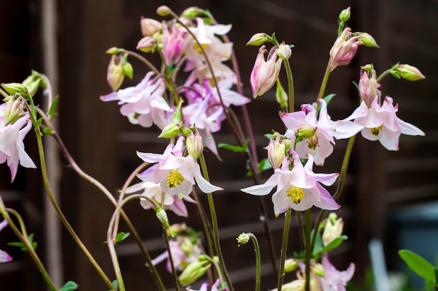 Plae różowe kwiaty Aquilegia zbliżenie w wiosennym ogrodzie.