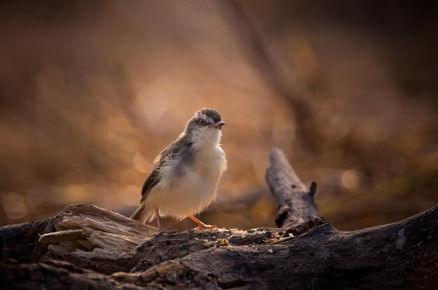 Plain Prinia Kręci w sposób podświetlany