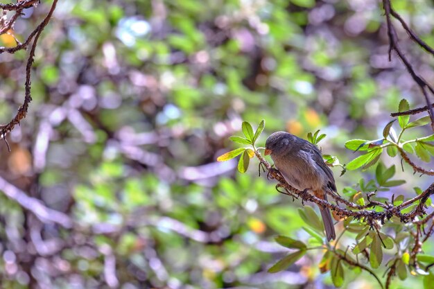 Plaincolored Seedeater Catamenia inornata