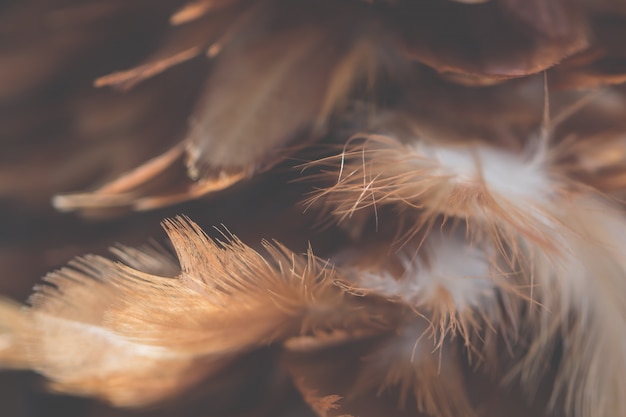 Zdjęcie plama kurczaków ptasiego piórka tekstura dla tła
