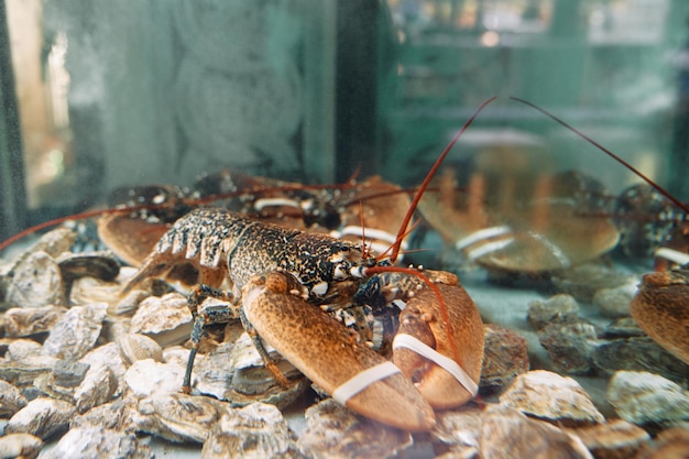 Zdjęcie plamiony homar z bandażowanymi pazurami siedzi na kamieniach w akwarium