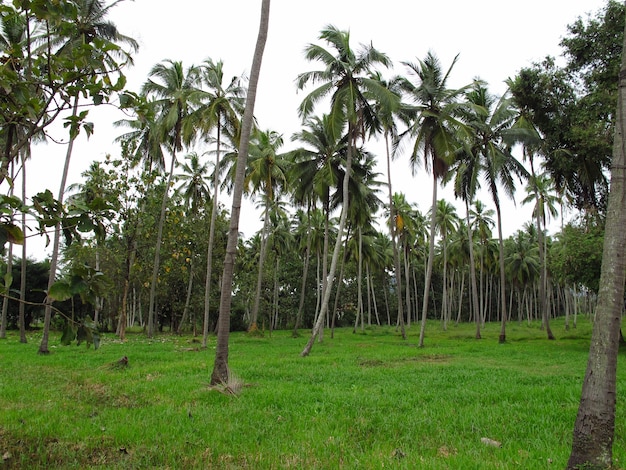 Plantacja ananasa w małej wiosce na Sri Lance
