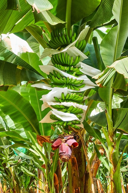 Plantacja bananów - drzewo z rosnącymi bananami