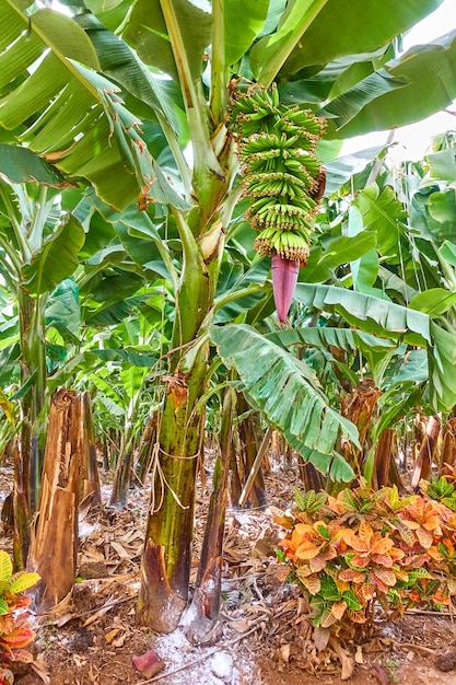 Plantacja bananów - drzewo z rosnącymi bananami