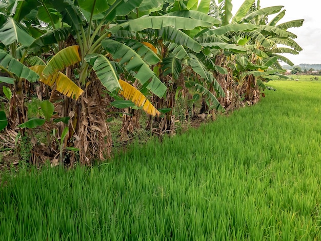 plantacja bananów za zielonymi polami ryżowymi