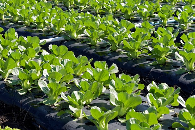 Plantacja Bok Choy Lub Acelga Chinesa