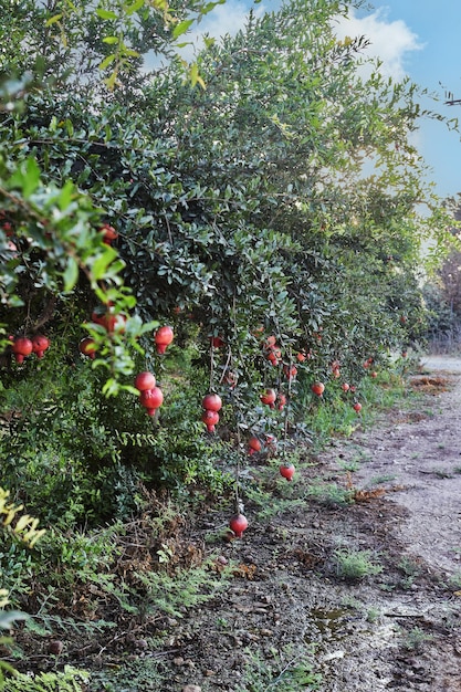 Plantacja drzew granatu w okresie żniw wspaniałe owoce na Rosz Haszana