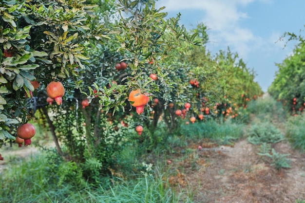 Plantacja drzew granatu w okresie żniw wspaniałe owoce na Rosz Haszana