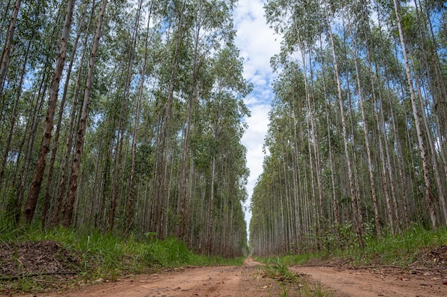 Zdjęcie plantacja eukaliptów widziana z dołu