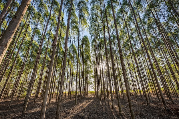 Plantacja Eukaliptusa Dla Przemysłu Drzewnego Na Brazylijskiej Wsi.