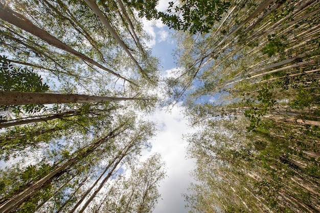 Plantacja Eukaliptusa Widziana Z Dołu Do Góry.