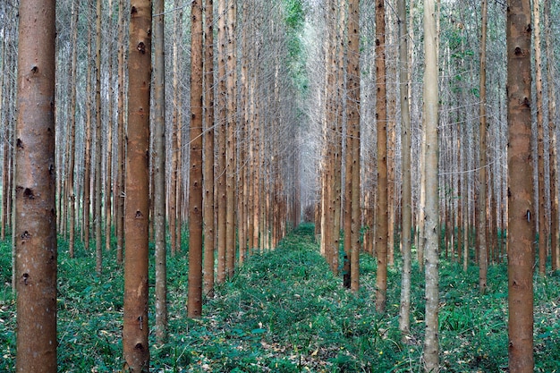 Plantacja Eukaliptusa