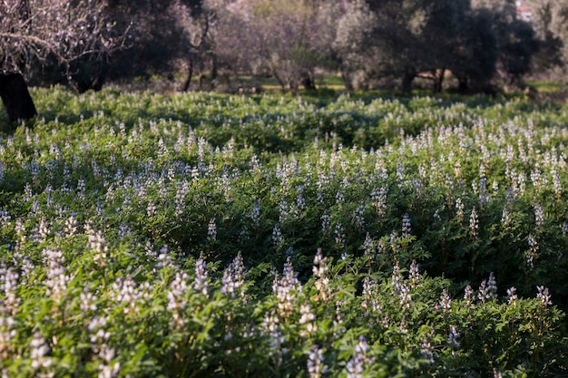 Plantacja fasoli Faba