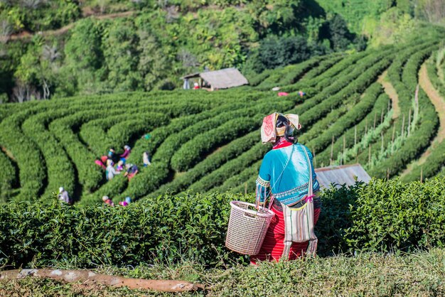 Plantacja herbaty Cameron Highlands w Tajlandii