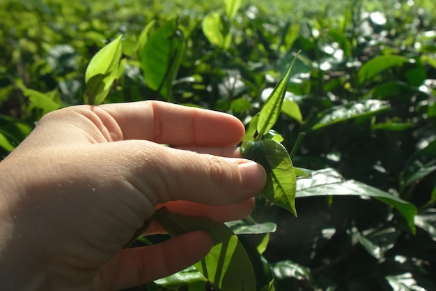 Zdjęcie plantacja herbaty na sri lance dotykająca liści krzewu herbaty