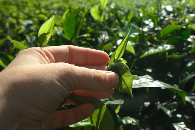 Plantacja herbaty na Sri Lance dotykająca liści krzewu herbaty