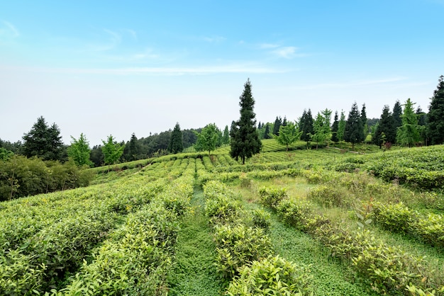 Plantacja herbaty na szczycie góry