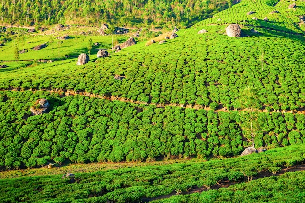 Plantacja herbaty natura tło krajobraz