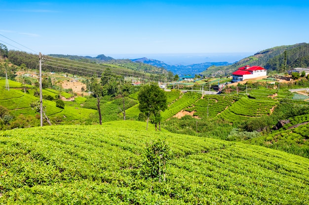 Plantacja herbaty Nuwara Eliya