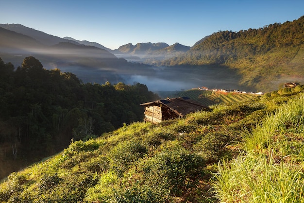 Plantacja herbaty w Doi Ang Khang Chiang Mai Tajlandia