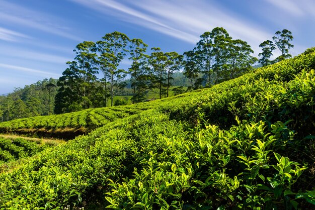 Plantacja herbaty w górach Indii Piękny krajobraz z krzewami herbaty