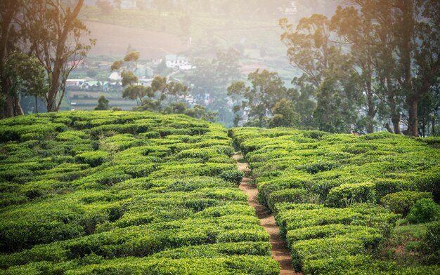 Zdjęcie plantacja herbaty w pobliżu haputale na sri lance