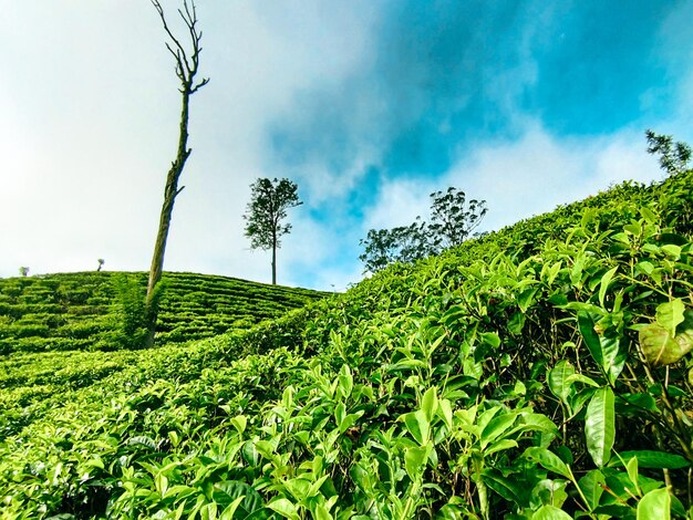 Zdjęcie plantacja herbaty z drzewami na pierwszym planie i niebieskim niebem za nim.