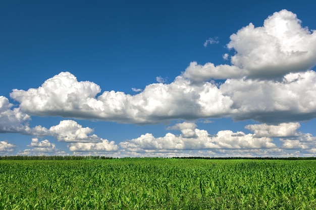 Plantacja Kiełków Kukurydzy W Słoneczny Dzień. Letni Krajobraz Z Błękitnym Niebem I Chmurami Cumulus