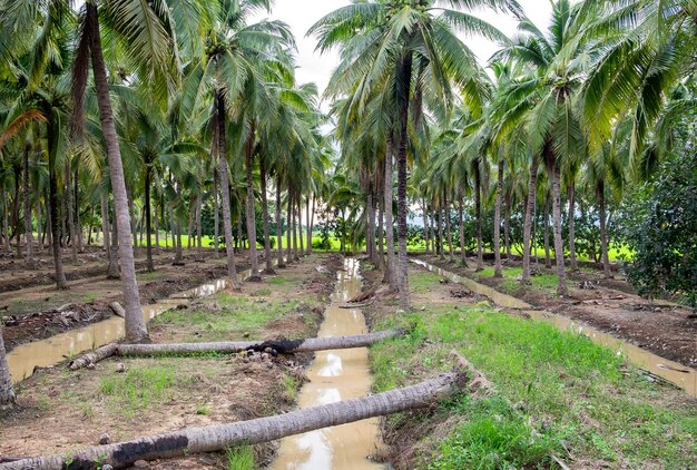 Plantacja kokosa z kanałem rowkowym