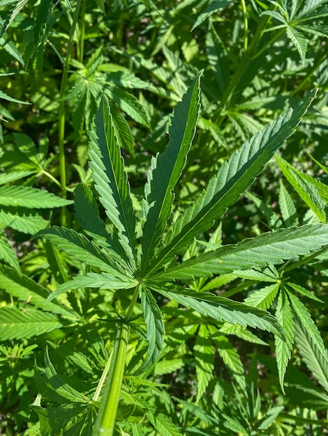 Plantacja Konopi Indyjskich Na Farmę Medyczną, Sativa Na Zewnątrz