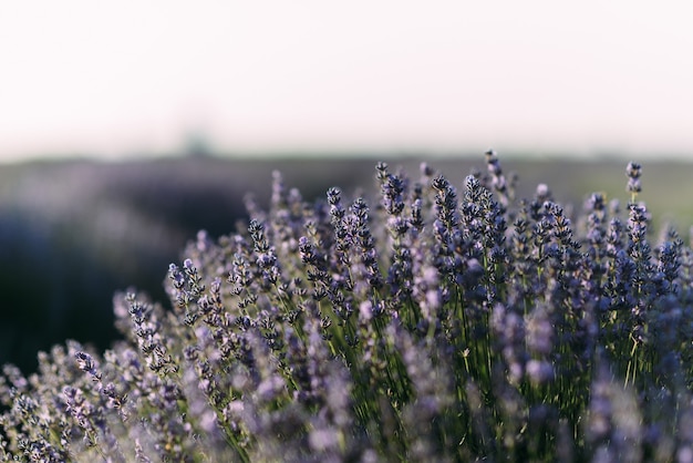 Plantacja krzewów z lawendowym zbliżeniem