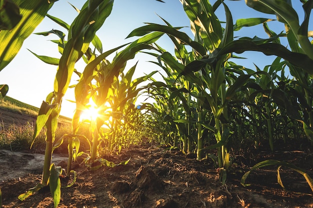 Plantacja kukurydzy na tle zachodu słońca i błękitnego nieba