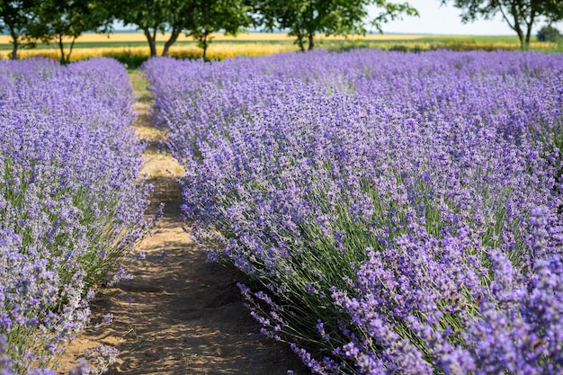 Plantacja lawendy na polu w Prowansji