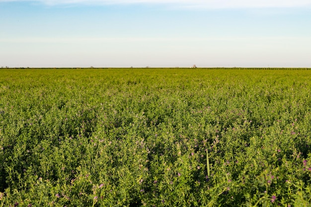 Plantacja Lucerny Na Argentyńskiej Wsi