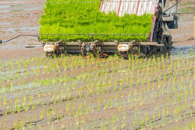 Plantacja młodego ryżu pola z ryżowym transplanterem. plantacja silników
