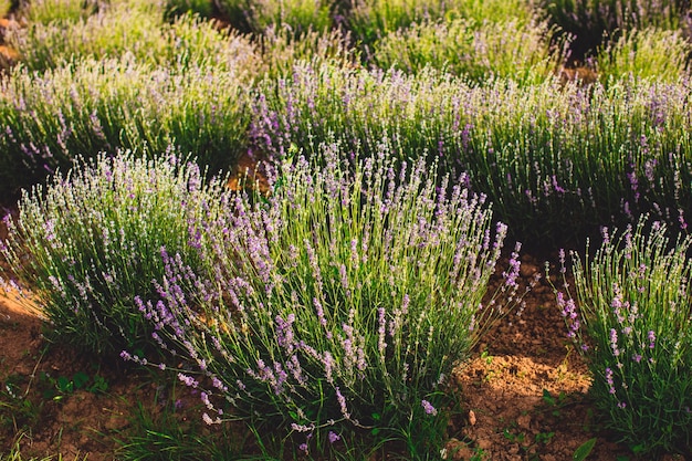 Plantacja, na której rośnie cudowna lawenda