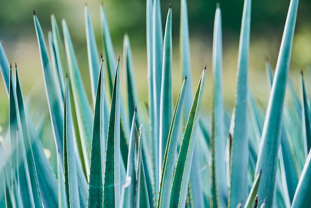 Plantacja niebieskiej agawy na polu, aby wyprodukować koncepcję tequili dla przemysłu tequili